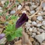 Petunia violacea Fleur