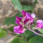 Lathyrus japonicus Fula