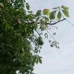 Ceiba insignis फल