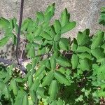 Thalictrum aquilegiifolium Frunză