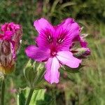 Pelargonium cucullatum Blomst