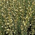 Cytisus multiflorus Habit