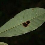 Virola michelii Hoja