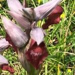 Serapias lingua Flor