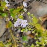 Claytonia sibiricaLorea