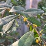 Azara uruguayensis പുഷ്പം