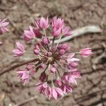 Allium bisceptrum Flor