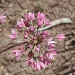 Allium bisceptrum Flower