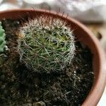 Mammillaria wrightii Hoja