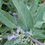 Caryopteris × clandonensis Yaprak