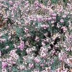 Erica carnea Habit