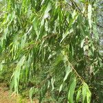 Eucalyptus alba Листок