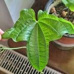 Dioscorea sansibarensis Hoja