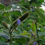 Calopogonium mucunoides Flower