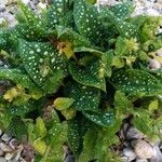 Pulmonaria saccharataഇല