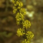 Solidago erecta