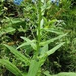 Cynoglossum amabile Агульны выгляд