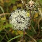 Pilosella officinarum Fruit