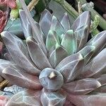 Pachyphytum compactum Liść