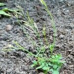 Cardamine flexuosa Habit