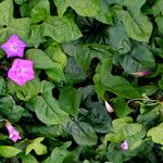 Ipomoea cairica Habit