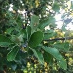 Sideroxylon lanuginosum Leaf