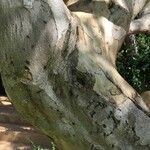 Cordia caffra Bark