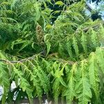 Rhus glabra Blad