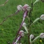 Himantoglossum adriaticum Flower