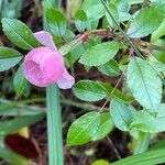 Rosa abietina Leaf