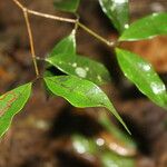 Eugenia oerstediana Leaf