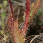 Saxifraga carpetana पत्ता