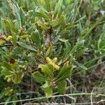 Myrica gale Flower