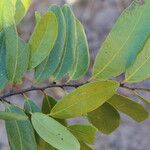 Diospyros batocana Leaf