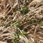 Rhamnus staddo Leaf