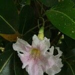 Tabebuia pallida Květ