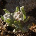 Bombycilaena erecta Flower