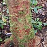 Brosimum acutifolium Corteza
