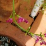 Salvia chiapensis
