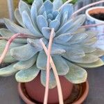 Pachyphytum bracteosum পাতা