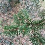 Abies homolepis Leaf