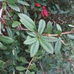 Berberis canadensis Foglia