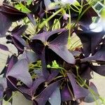 Oxalis triangularis Blatt