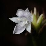 Goeppertia micans Flower