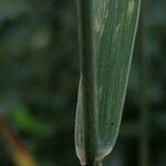 Elymus repens Foglia