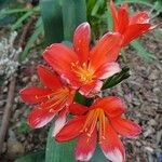 Clivia × cyrtanthiflora Цвят