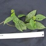 Psychotria racemosa Arall