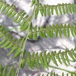 Athyrium distentifolium Levél