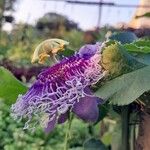 Passiflora cincinnata