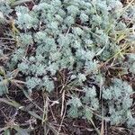 Artemisia frigida Blatt